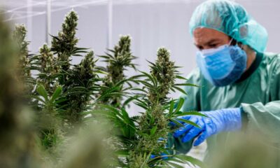 Remboursement du cannabis médical en France