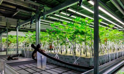 Cannabis médical en Allemagne en 2025