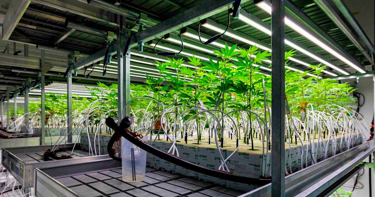Cannabis médical en Allemagne en 2025