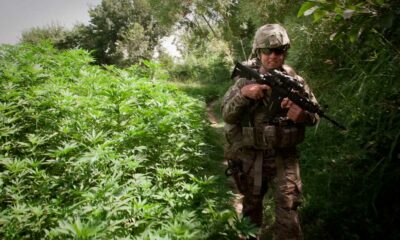 Armée américaine et cannabis