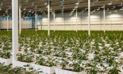 Aurora Cannabis médical