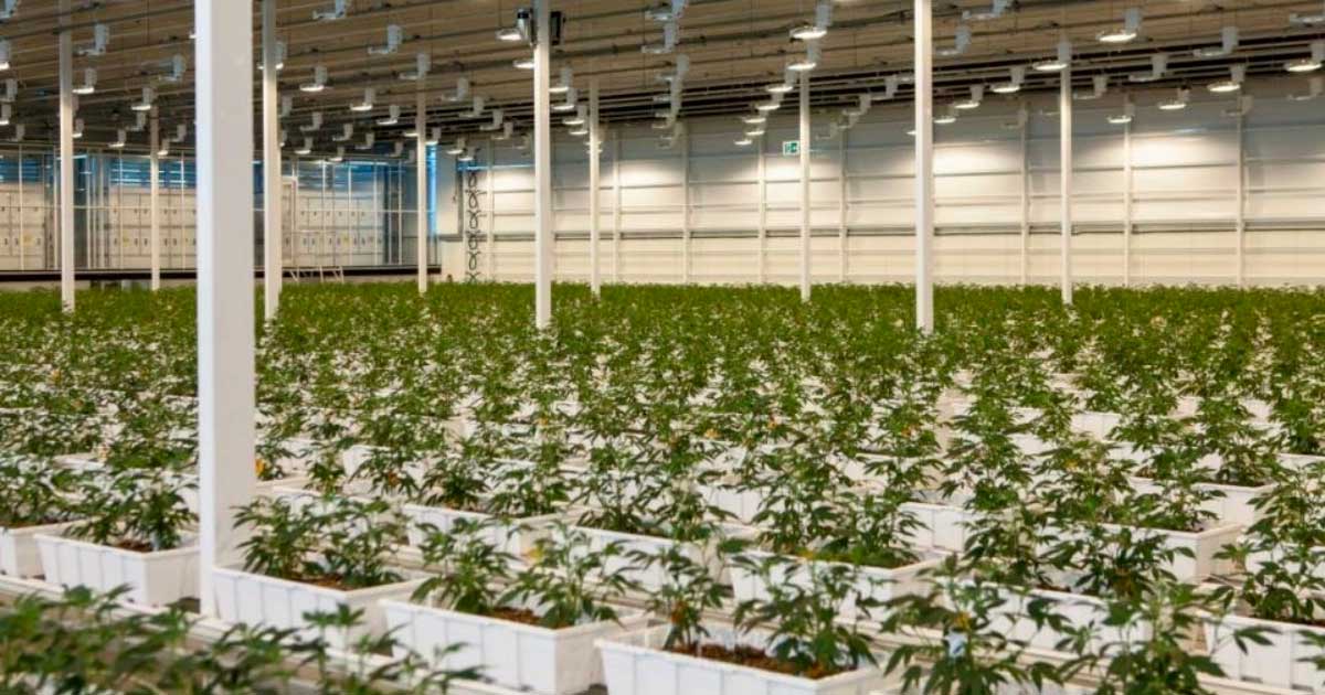 Aurora Cannabis médical