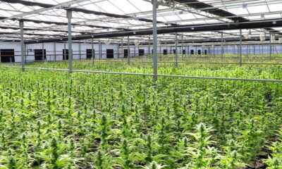 Demande en cannabis médical en Nouvelle-Zélande