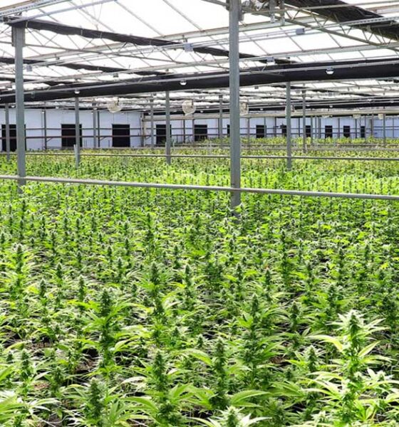 Demande en cannabis médical en Nouvelle-Zélande