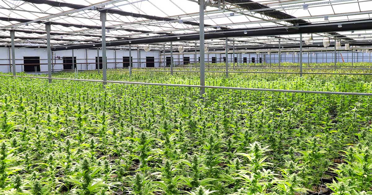 Demande en cannabis médical en Nouvelle-Zélande