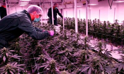 Licences de cannabis en Macédoine du Nord