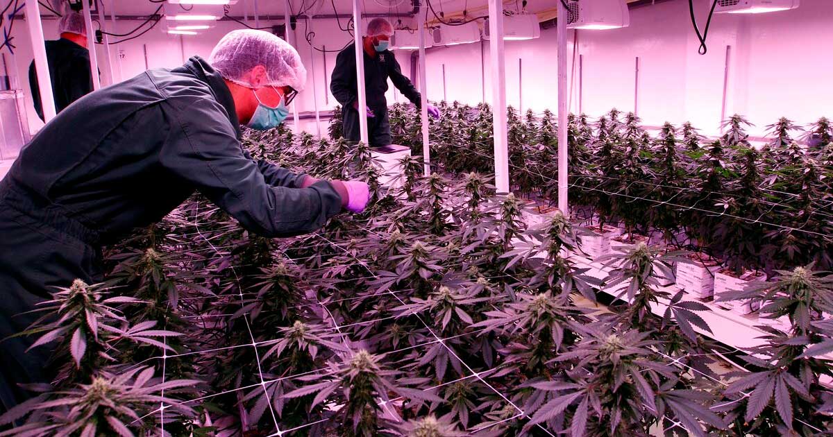 Licences de cannabis en Macédoine du Nord