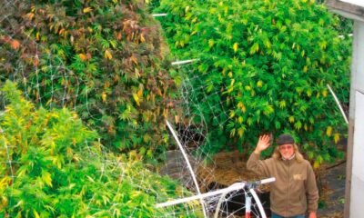 Phase végétative du cannabis est-elle inutile ?