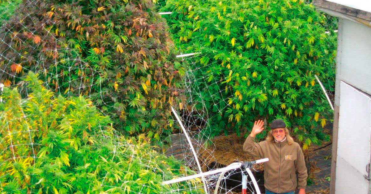 Phase végétative du cannabis est-elle inutile ?