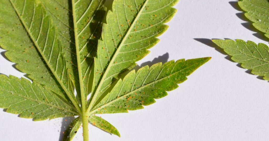 Thrips et araignées rouges sur le cannabis