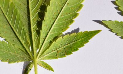 Thrips et araignées rouges sur le cannabis