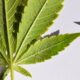 Thrips et araignées rouges sur le cannabis