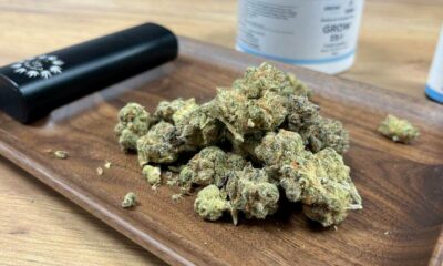 Echecs du programme de cannabis médical en Irlande