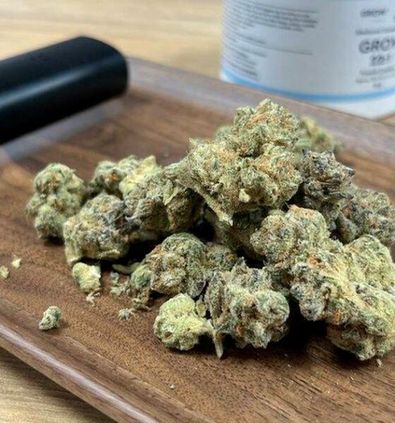 Echecs du programme de cannabis médical en Irlande