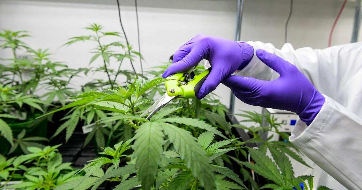 Cannabis médical légal en France