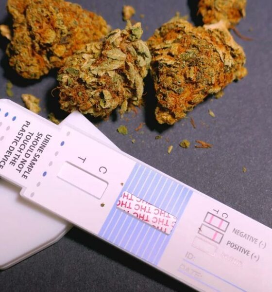 CBD and screening tests: salivary, urinary, blood (2026) - Newsweed