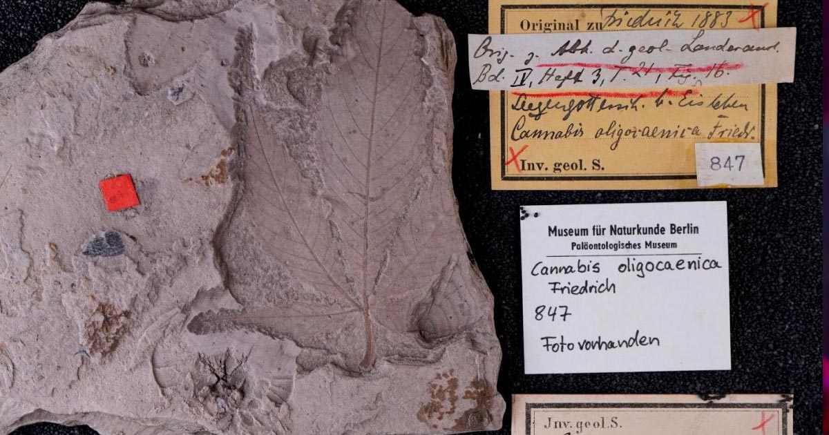 Fossile de cannabis