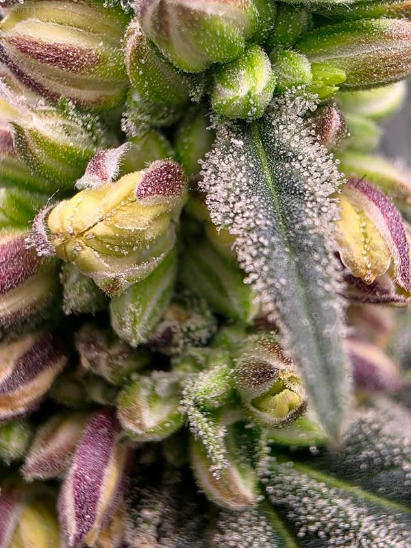 Onion Patch male flower