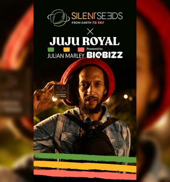 Variétés Silent Seeds et Julian Marley