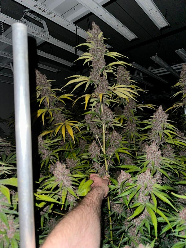 Tarmac CBD cultivado por Weneed