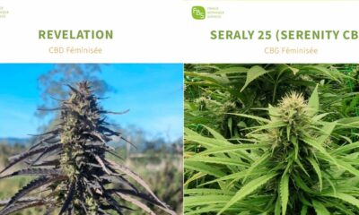 Variétés de chanvre CBD et CBG dans le catalogue français