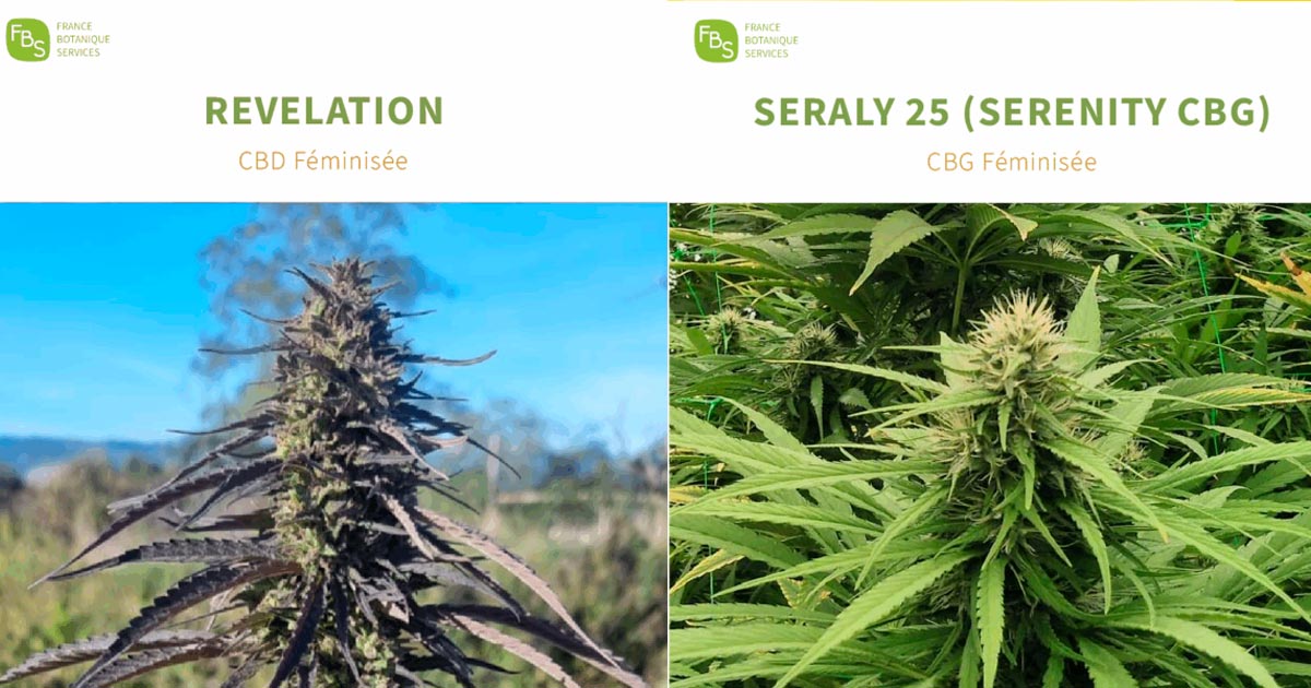 Variétés de chanvre CBD et CBG dans le catalogue français