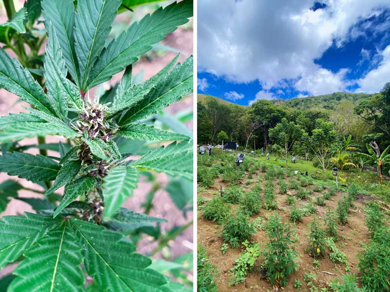 Les plantes de Spanni de Span Lion Genetics