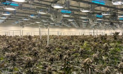 Acquisition de Safari Flower par Aurora Cannabis