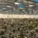 Acquisition de Safari Flower par Aurora Cannabis