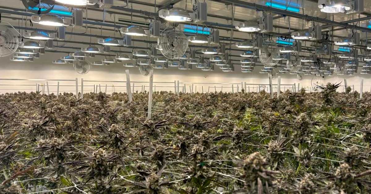 Acquisition de Safari Flower par Aurora Cannabis
