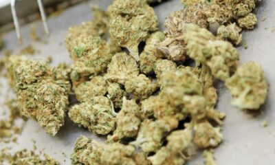 Le Canada reste le fournisseur principal de cannabis médical de l'Allemagne
