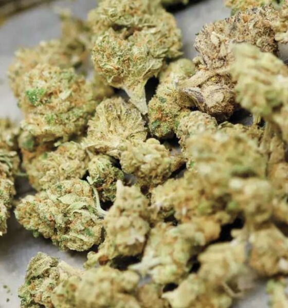Canada remains Germany's main supplier of medical cannabis