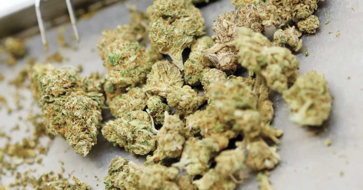 Canada remains Germany's main supplier of medical cannabis