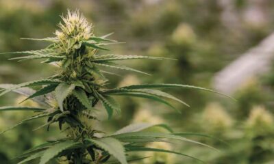 Colombia relaunches its legalization of cannabis