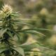 La Colombie relance sa légalisation du cannabis