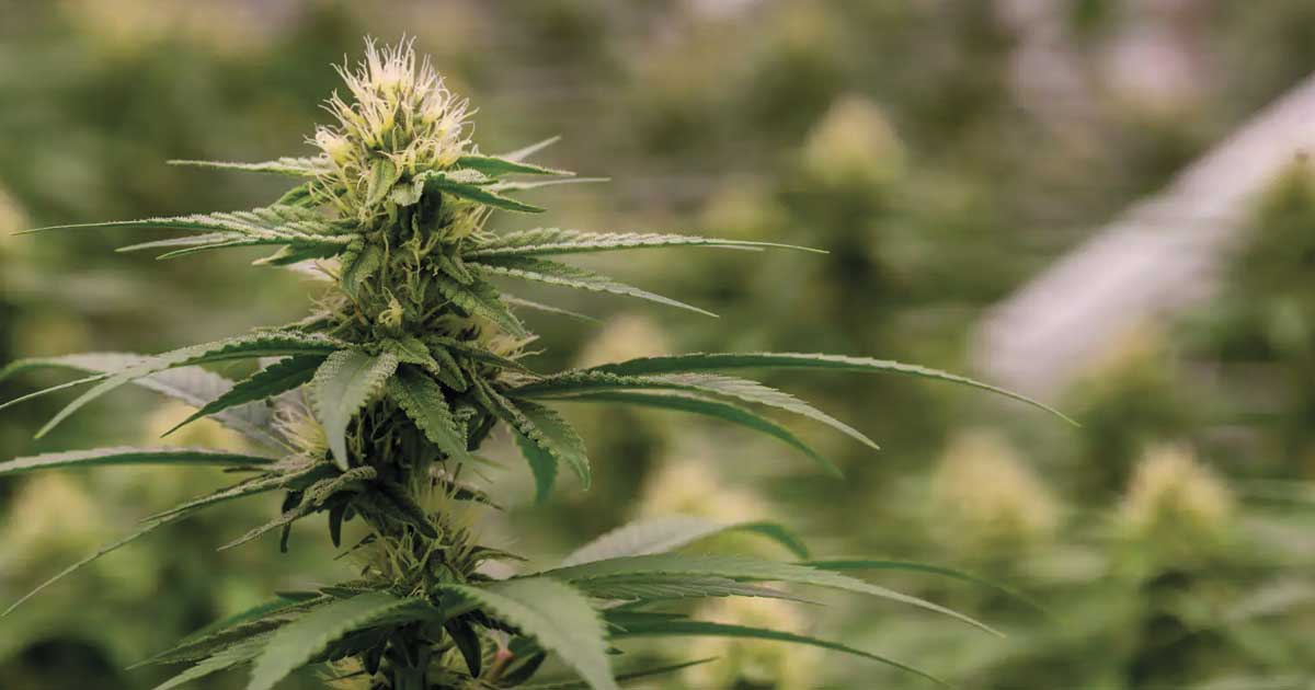 Colombia relaunches its legalization of cannabis