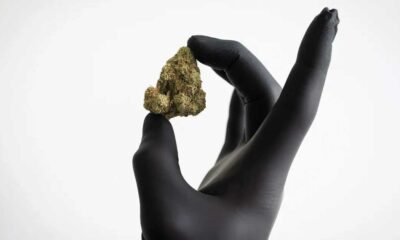 Reimbursement of cannabis flowers in Germany