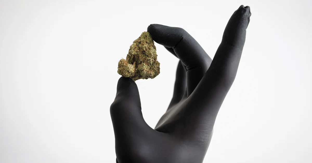 Remboursement des fleurs de cannabis en Allemagne
