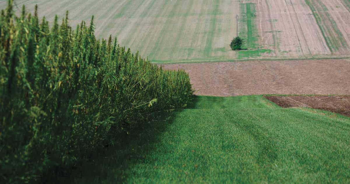 Exporting industrial hemp from France