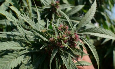 Organisme de régulation du cannabis au Pakistan