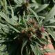 Organisme de régulation du cannabis au Pakistan