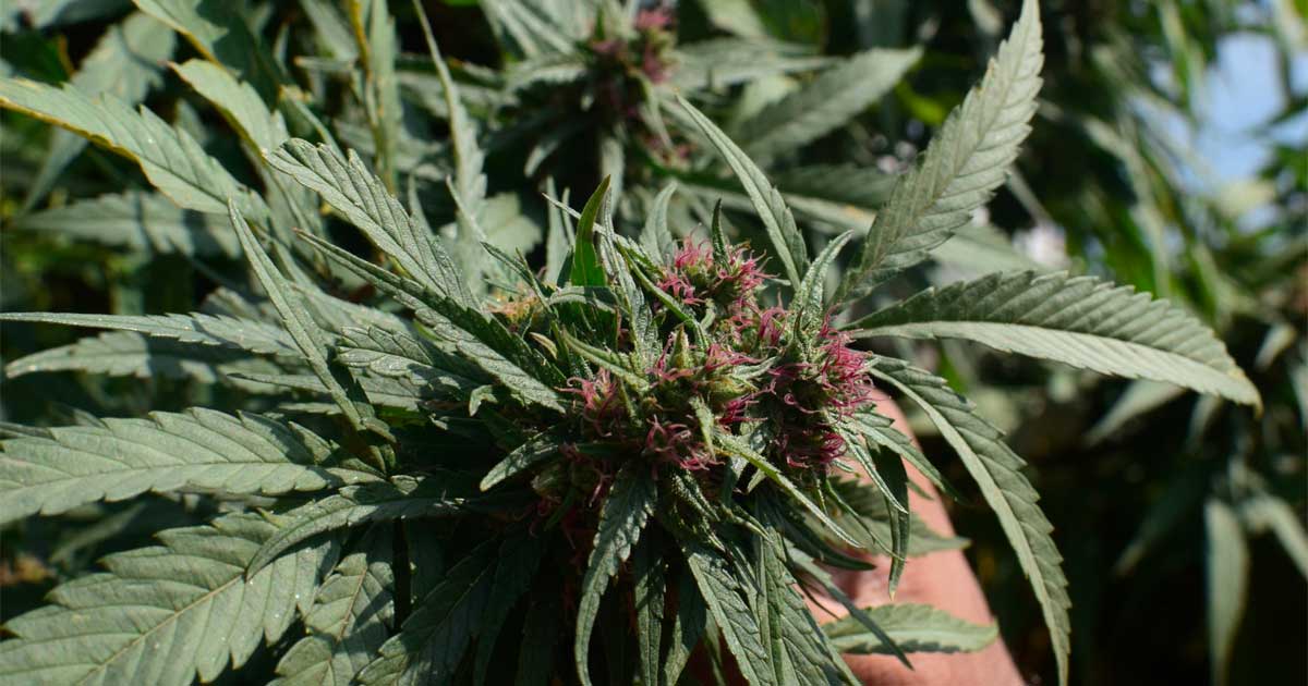 Organisme de régulation du cannabis au Pakistan