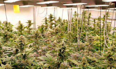 Projet pilote de cannabis récréatif en Allemagne