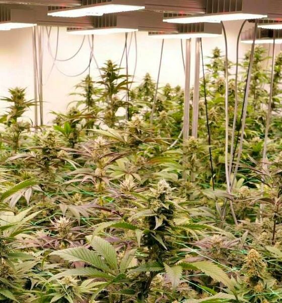 Projet pilote de cannabis récréatif en Allemagne