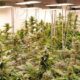 Projet pilote de cannabis récréatif en Allemagne