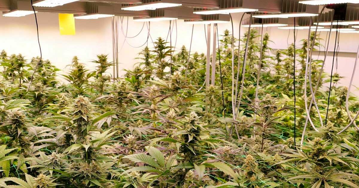 Projet pilote de cannabis récréatif en Allemagne
