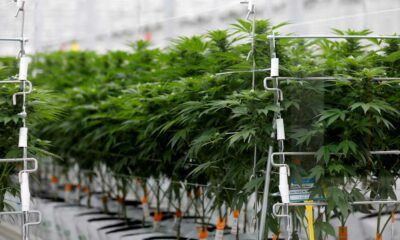 Sondage sur le cannabis médical en France