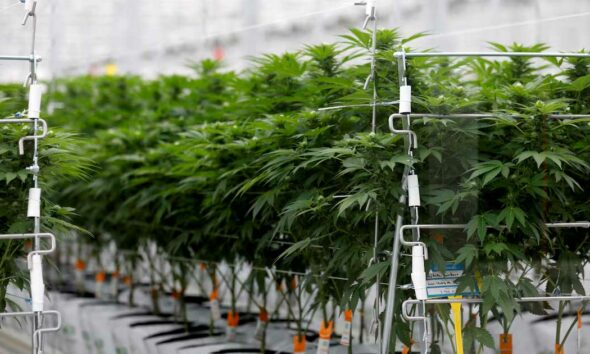 Sondage sur le cannabis médical en France