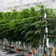 Sondage sur le cannabis médical en France