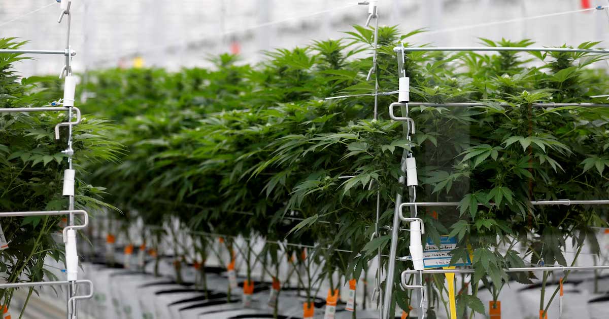 Poll on medical cannabis in France